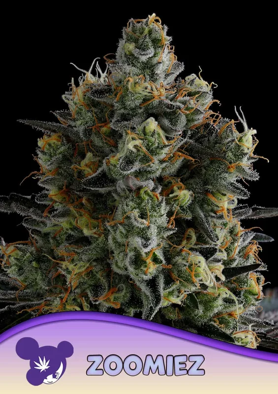 Zoomiez van Anesia Seeds