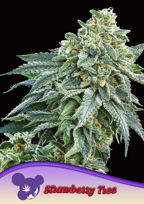 Strawberry Tree van Anesia Seeds