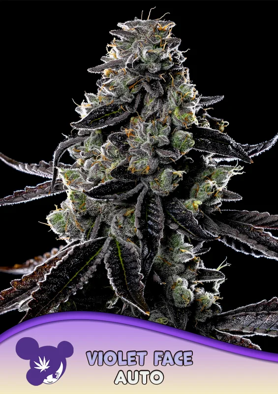 Violet Face van Anesia Seeds