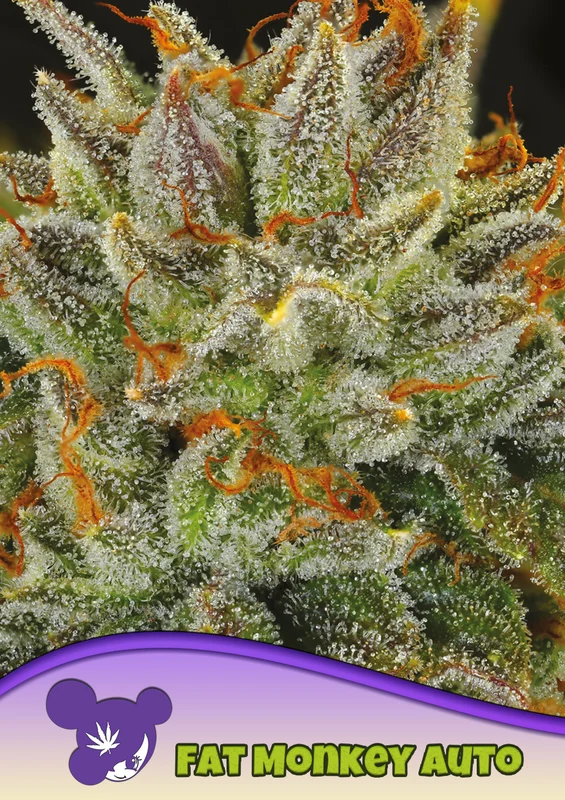 Fat Monkey van Anesia Seeds