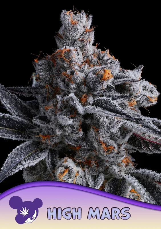 High Mars van Anesia Seeds