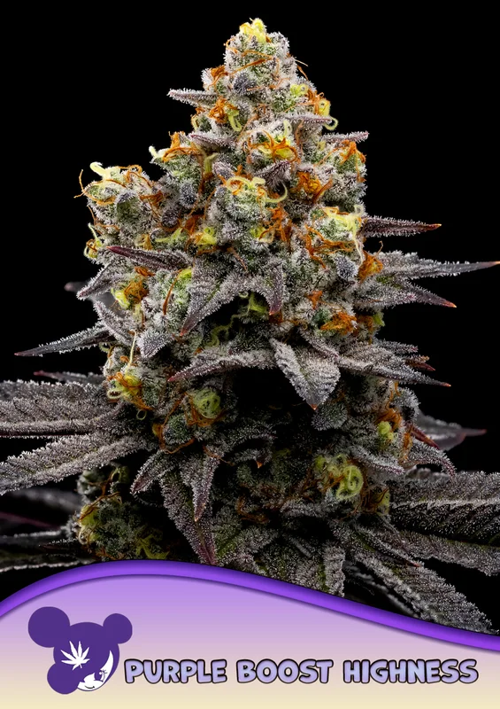 Purple Boost Highness van Anesia Seeds