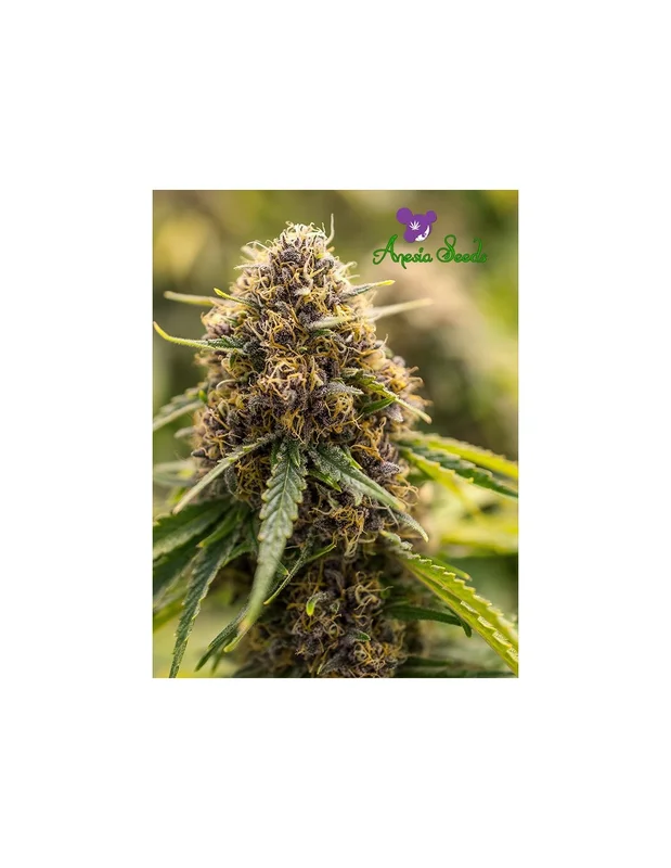 True Gold OG van Anesia Seeds