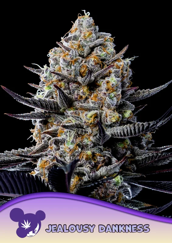 Jealousy Dankness van Anesia Seeds