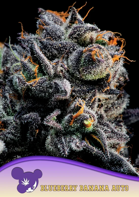 Blueberry Banana van Anesia Seeds