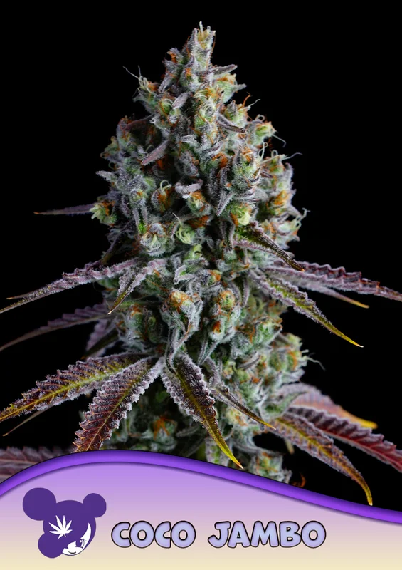 Coco Jambo van Anesia Seeds