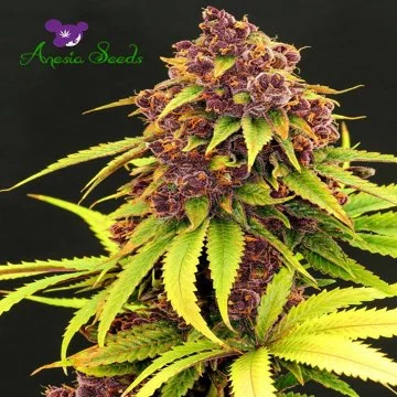 Purps OG van Anesia Seeds