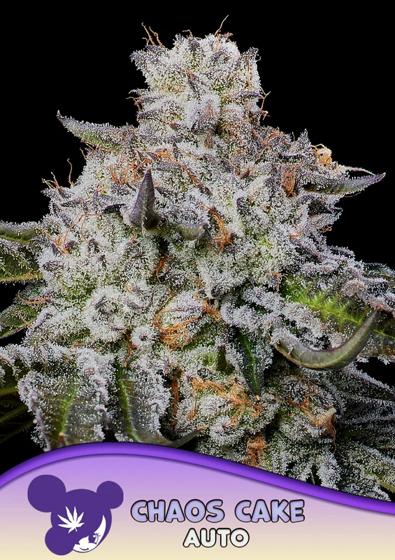 Chaos Cake van Anesia Seeds