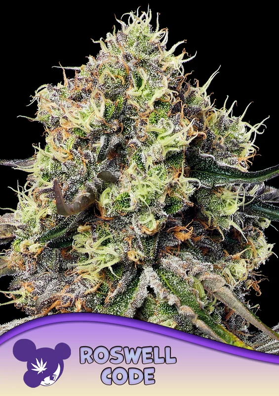 Roswell Code van Anesia Seeds