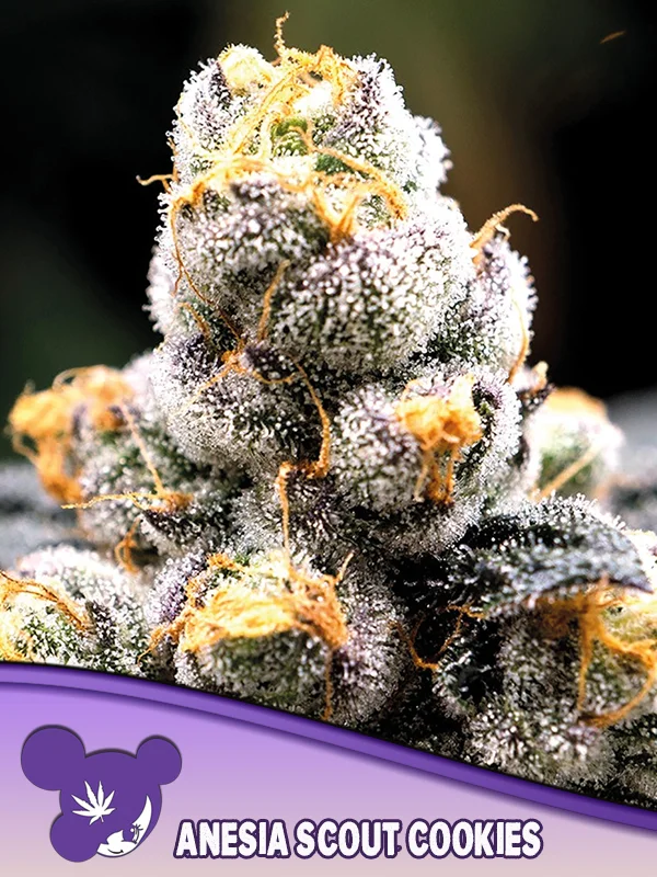 Anesia Scout Cookies van Anesia Seeds