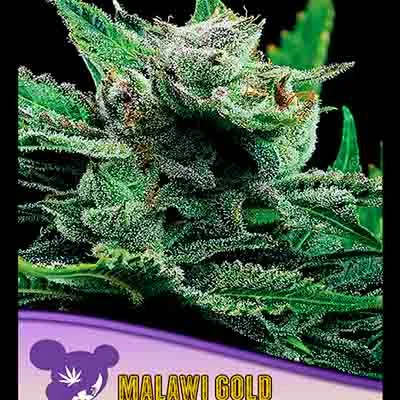 Malawi Gold van Anesia Seeds