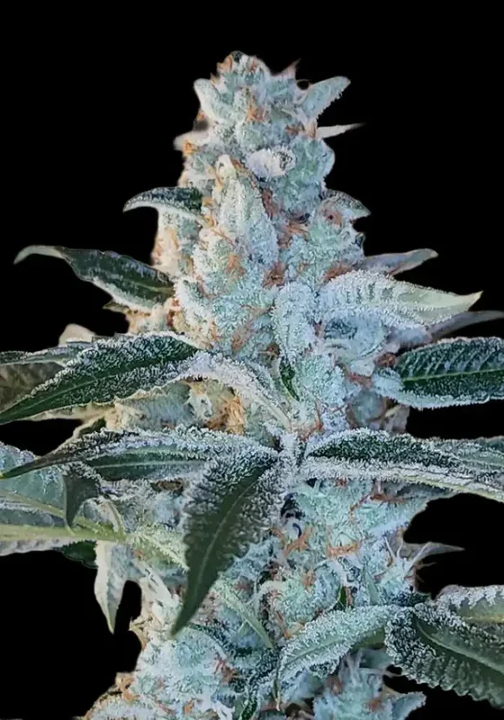 Elvis Breath van Arcana Collective