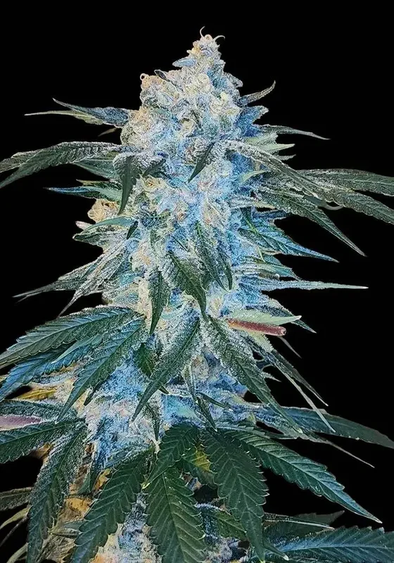 Sour Cherry Kush van Arcana Collective