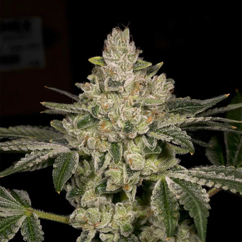 Hash Blast van Archive Seed Bank