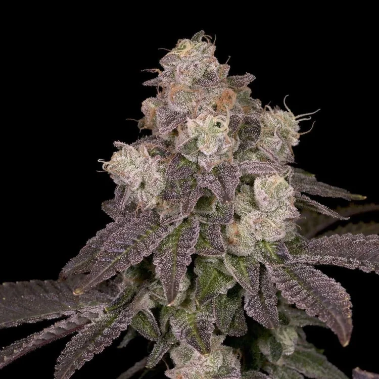 Moonbow 112 IX van Archive Seed Bank