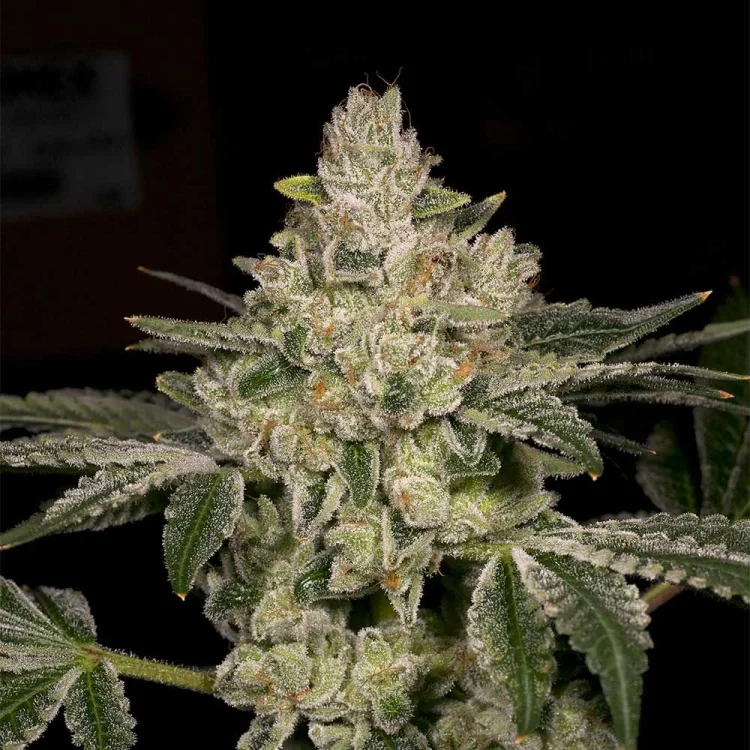 Hash Blast van Archive Seed Bank