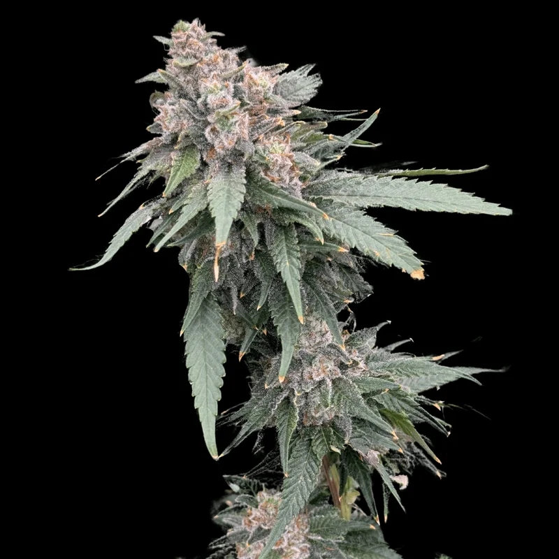 Galactic Guava by Atlas Seed