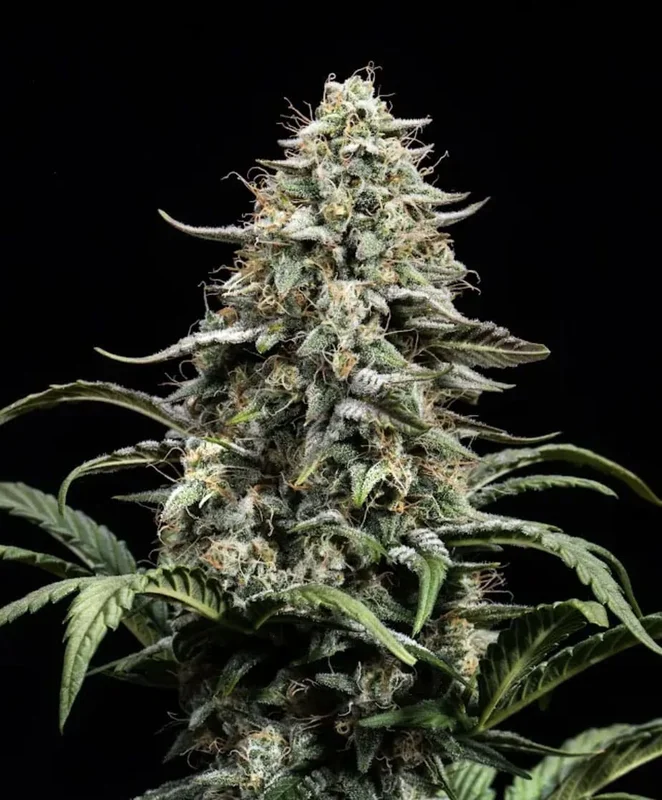 Blue Dream Full Term by Atlas Seed