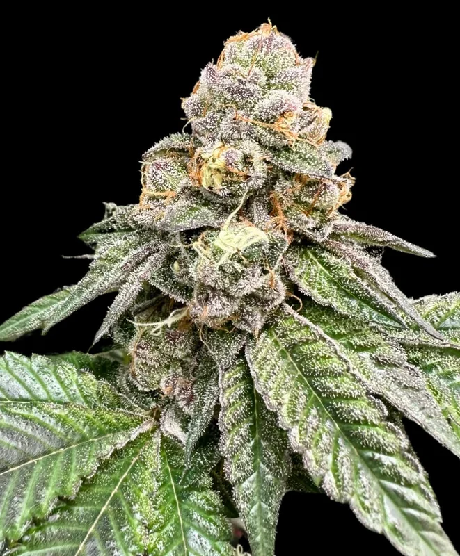 Gorilla Burger van Atlas Seed