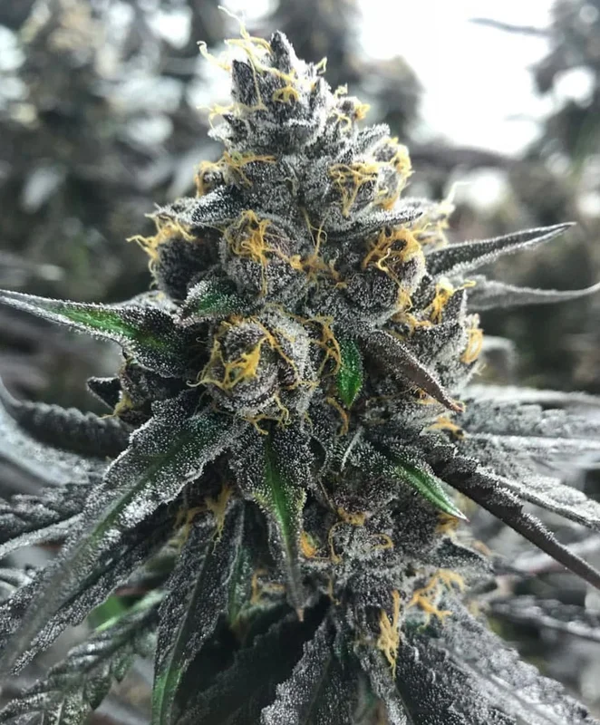 Divorce Cake by Atlas Seed