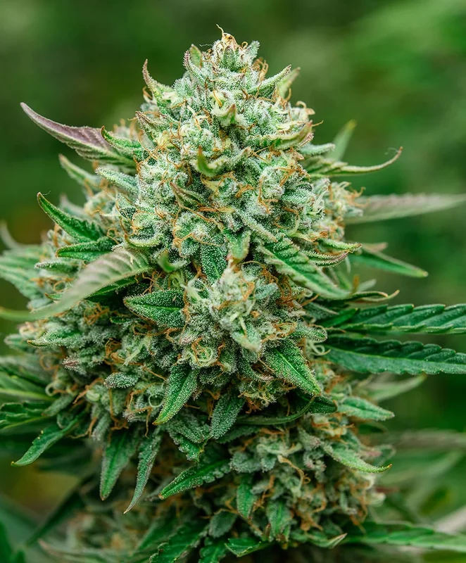 Froot by the Foot van Atlas Seed