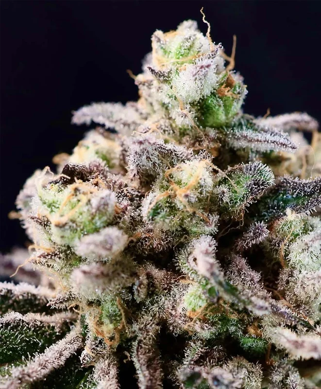 Green Apple Tangie by Atlas Seed