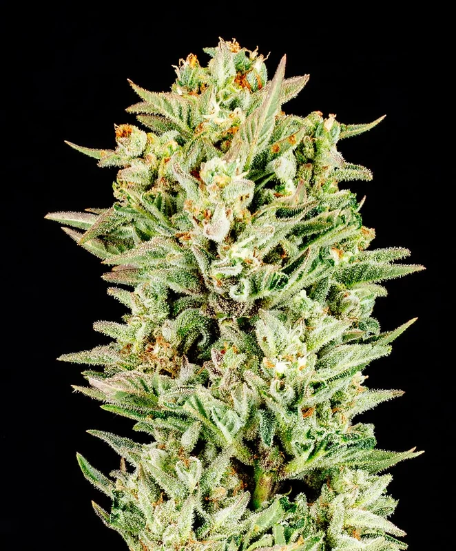 Turtle Taffy van Atlas Seed
