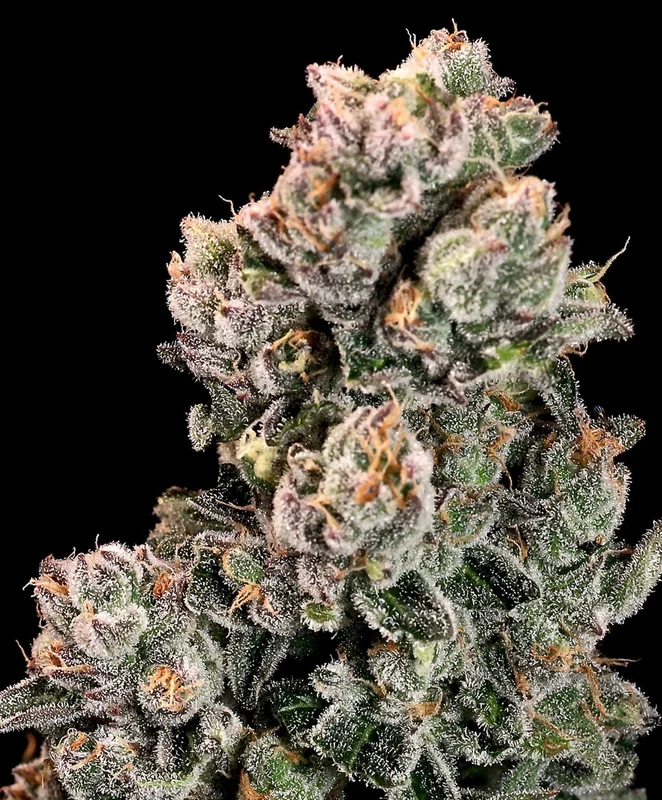 Slurpicane by Atlas Seed