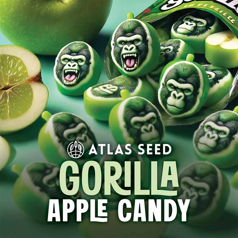 Gorilla Apple Candy by Atlas Seed