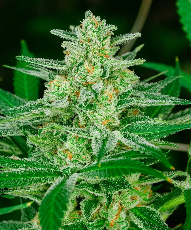 Blue Dream Semi by Atlas Seed