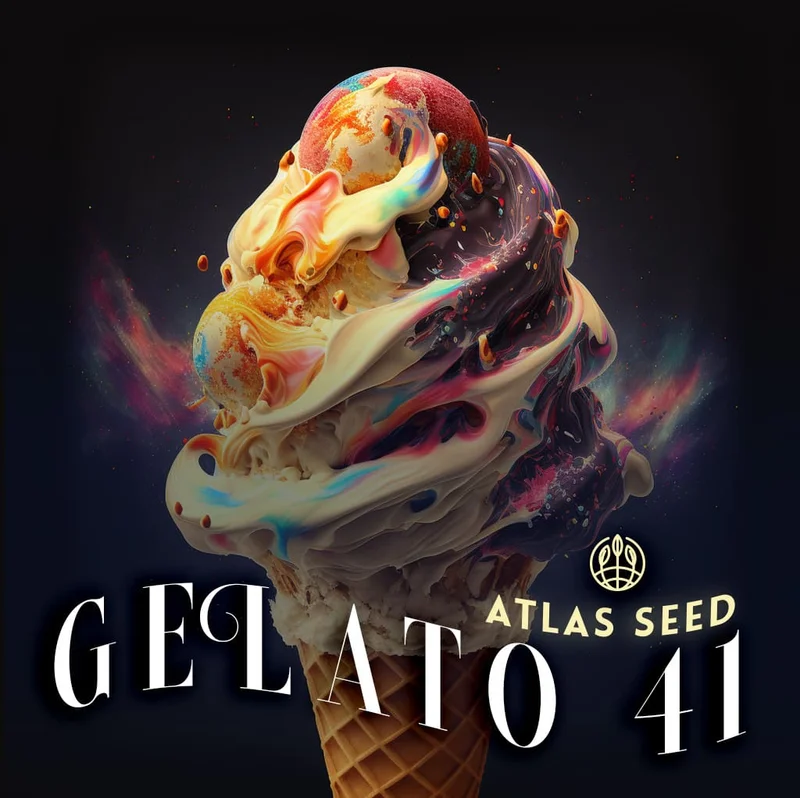 Gelato 41 van Atlas Seed