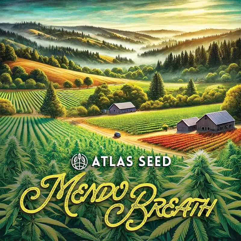 Mendo Breath van Atlas Seed