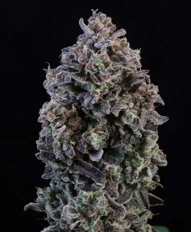 Mendo Breath van Atlas Seed