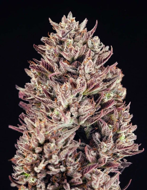 GMO van Atlas Seed