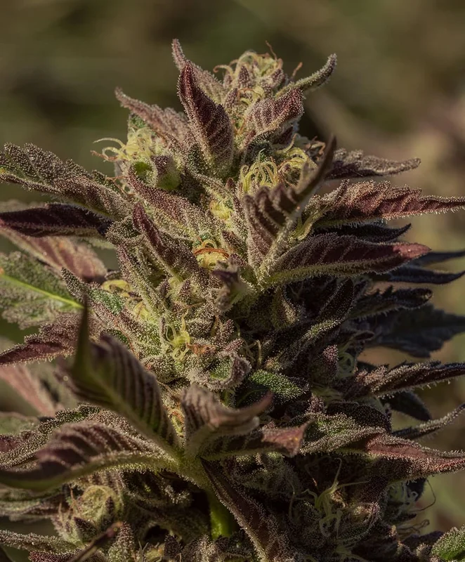 La Jefa by Atlas Seed
