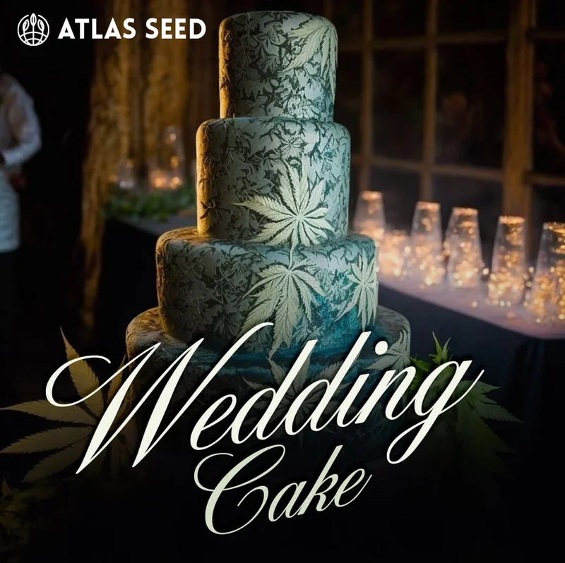 Wedding Cake by Atlas Seed