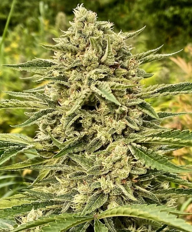 Blue Dream by Atlas Seed