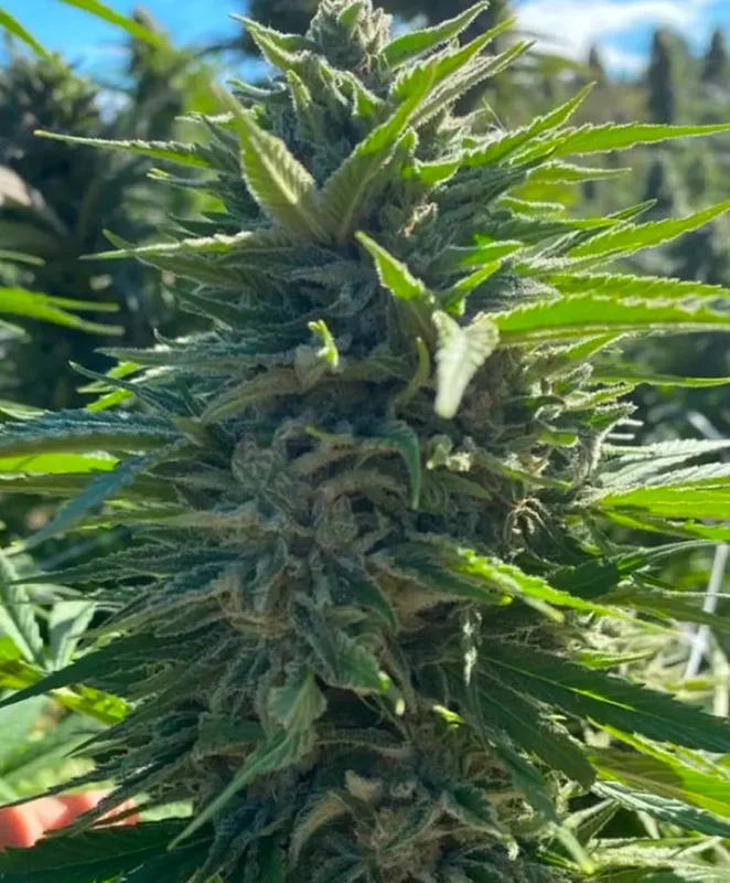 Wedding Cake by Atlas Seed