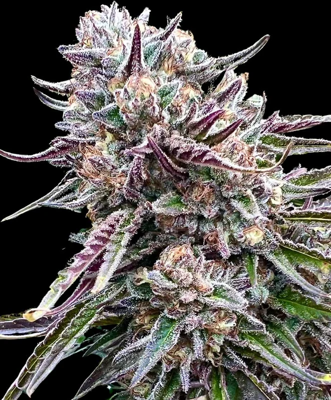 Orangutangie by Atlas Seed