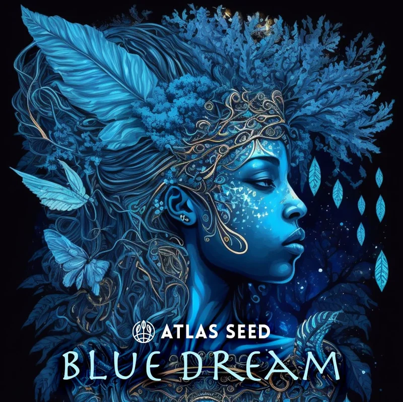 Blue Dream Semi by Atlas Seed
