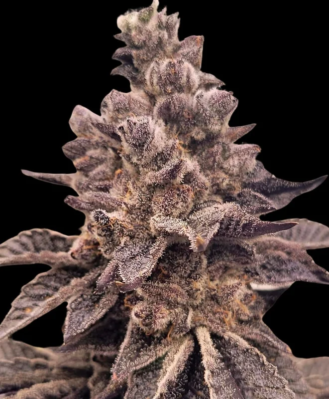 Gorilla Apple Candy by Atlas Seed