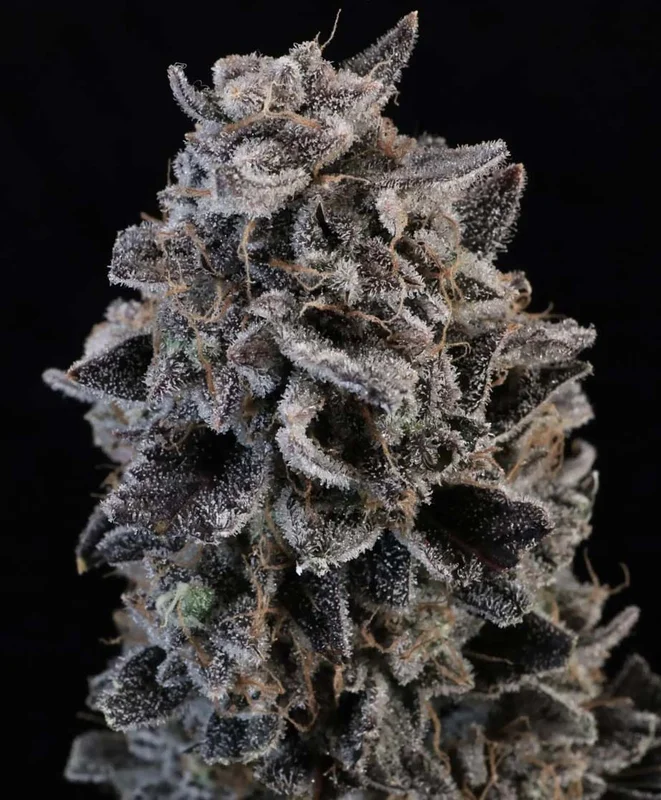 White Widow by Atlas Seed