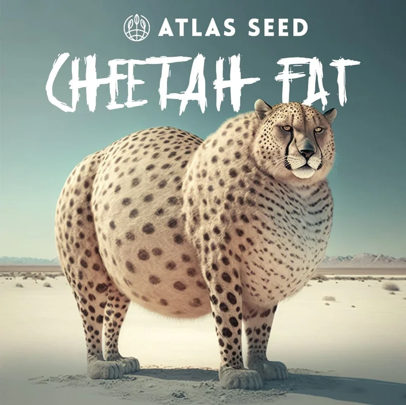Cheetah Fat by Atlas Seed