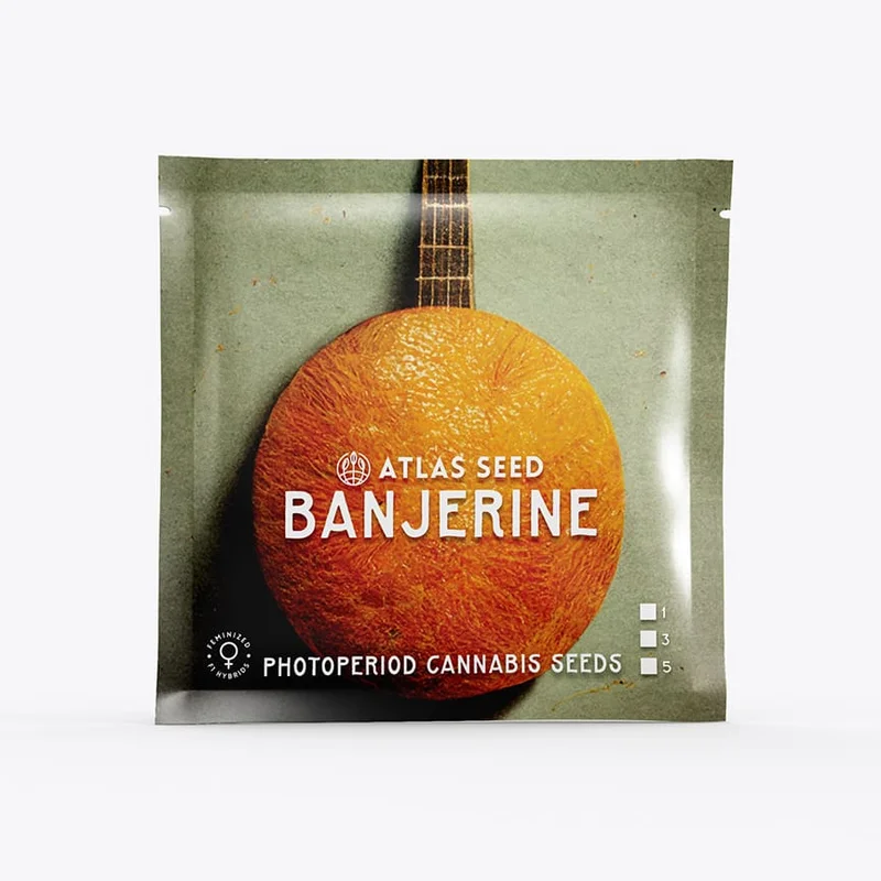 Banjerine by Atlas Seed