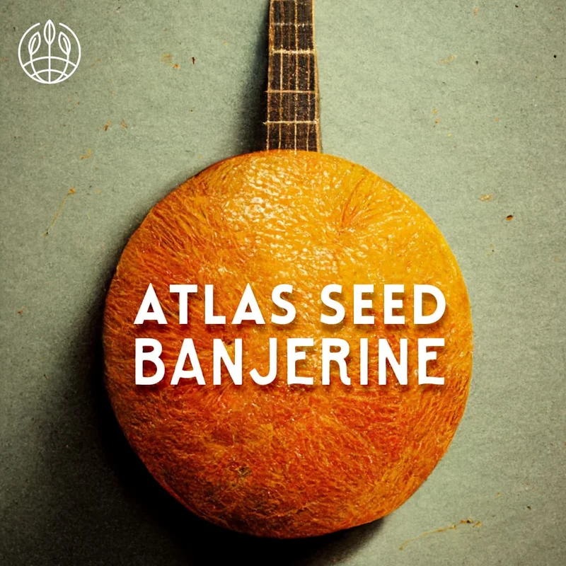 Banjerine by Atlas Seed