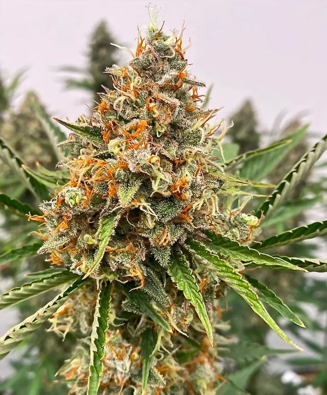 Mendo Butter by Atlas Seed