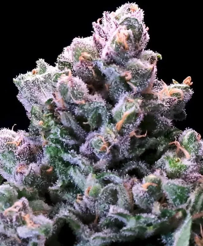 Huckleberry Pie by Atlas Seed