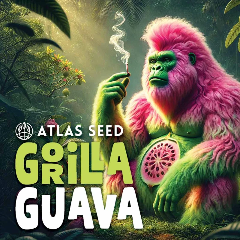 Gorilla Guava van Atlas Seed