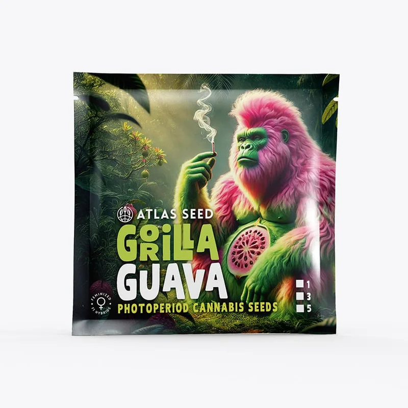 Gorilla Guava van Atlas Seed