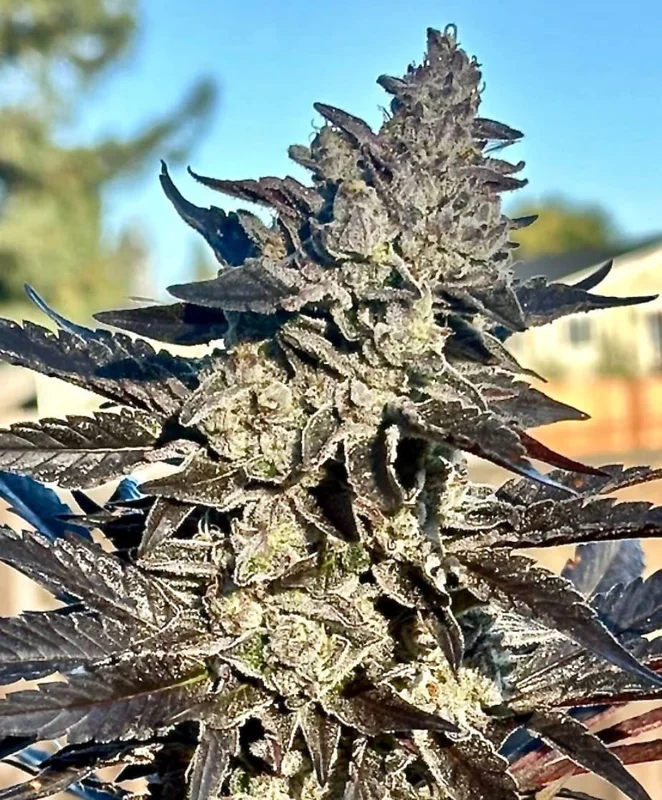 Super Sour Runtz by Atlas Seed